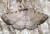 Moon-lined Moth Spiloloma lunilinea #8769