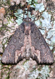 American Birds-wing Dypterygia rozmani #9560