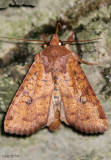 Yellow Three-Spot Moth Apamea helva #9373