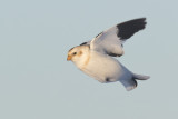 plectrophane des neiges - snow bunting