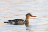 harle hupp femelle - female red breasted merganser