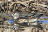 oiseaux_aquatiques