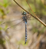 aeschne domino - variable darner - aeshna interrupta