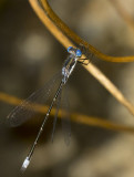 leste tardif - spotted spreadwing - Lestes congener