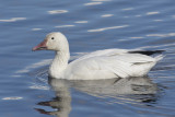 oie des neiges - snow goose