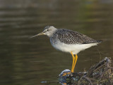 grand chevalier - greater yellowlegs