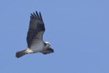 en_vol__in_flight