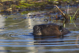castor - beaver