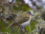 viro aux yeux rouges - red eyed vireo