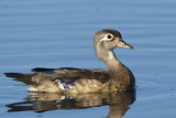 oiseaux_aquatiques