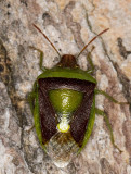 punaise diminue - banasa stink bug