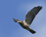 oiseaux_de_proies