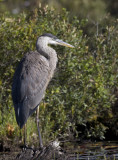 grand hron - great blue heron