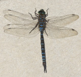 aeschne domino - variable darner - aeshna interrupta