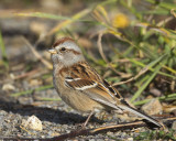 bruant hudsonnien - american tree sparrow