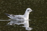 mouette de bonaparte - bonaparte gull