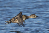 en_vol__in_flight
