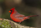 cardinal rouge - northern cardinal