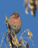 roselin familier - house finch