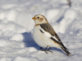 plectrophane des neiges - snow bunting