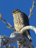 oiseaux_de_proies