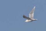 goland bourgmestre - glaucous gull