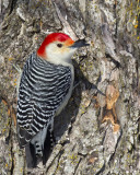 pic  ventre roux - red bellied woodpecker