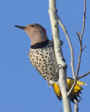 pic flamboyant - northern flicker