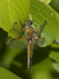 libellule quadrimacule - four spotted skimmer