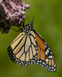 monarque - monarch
