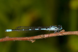 Agrion Enivr - marsh bluet -  Enallagma ebrium