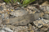 Criquet de la Caroline - Carolina Grasshopper - Dissosteira carolina