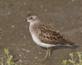 bcasseau minuscule - least sandpiper