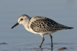 bcasseau sanderling - sanderling