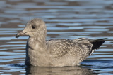 goland argent - herring gull