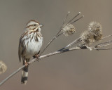 bruant chanteur - song sparrow