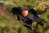 carouge  paulettes - red winged black bird