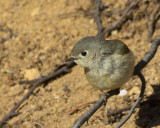 roitelet  couronne rubis - ruby crowned kinglet