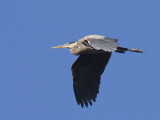grand hron - great blue heron