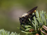 Laphria altitudinum