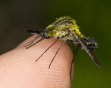 Yellow Bee Fly - Lepidophora lutea