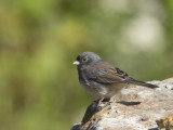 junco adois - dark eyed junco