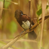 BYZ09305a.jpg