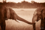 Safari au Kenya
