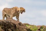 Cheetah - Kenya-00305