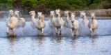 Camargue 2021 - jeudi soir-7034