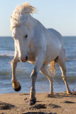 Camargue 2021 - vendredi matin-7832