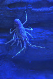 Istanbul Istanbul Aquarium oct 2019 6992.jpg