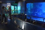 Istanbul Istanbul Aquarium oct 2019 7047.jpg