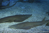 Istanbul Istanbul Aquarium oct 2019 7048.jpg